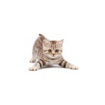 ㅤ ૮₍  ꒳ ₎ა ﹕ gatito in 2022 | Purebred cats, Kitten breeds, Cats and kittens
