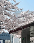 휘게 인 신촌(HYGGE IN SINCHON) | DENISE 🌸 on Instagram: "Sinchon Cherry Blossoms 🥰🌸🌸🌸 Take Exit 1,2,3 or 4 of Sinchon Station (신촌역) in Seoul...