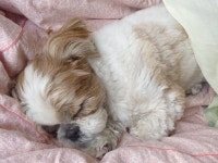 milo에 관한 38개의 최상의 Pinterest 이미지 | 강아지, Shih tzus 및 애완동물 milo