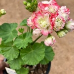 유럽제라늄/ 로즈버드 애플블러썸(Pelargonium(Geranium)) - 관엽식물(Foliage)