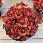 수연(E. Suyon) - 다육식물(Succulent)