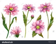 흰 배경에 격리된 식물원들, 수채화 꽃들의 스톡 일러스트 583525084 | Shutterstock
