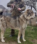 tv탈것농장에 있는 갤럭시 여님의 핀 | 강아지