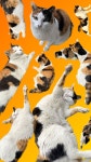 나비 cute Korean shorthair calico tricolor cat wallpaper in 2023 | Cat wallpaper, Cats, Calico