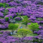 JEJU, SOUTH KOREA (Photos tagged with #사계여행) | 역사
