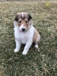 #Collie #Charming #PuppiesOfPinterest #PinterestPuppies #LancasterPuppies #Puppies #Pups #Pup #Puppy #Funloving #Sweet #PuppyLove... 