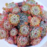 안다미로(자연군생.분리될수있음)1-810(E. Dami) - 다육식물(Succulents) - 2023 | 다육 식물