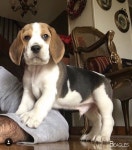 Beagle – Friendly and Curious | 개, 비글, 강아지