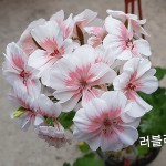 러블리웨라(조날틱제라늄)(Pelargonium(Geranium)) - 관엽식물(Foliage)