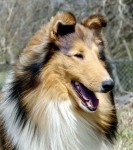 Pin page Brown and White Border Collie on Grass Field