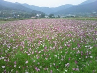꽃 외~에 있는 최성윤님의 핀 | 꽃