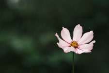 cosmos | 사진