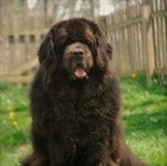 Read Message - twc.com #NewfoundlandDog | 애견