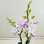 호접란 비바체(Phalaenopsis) - 공기정화식물(air purifying plants)