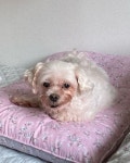 럽스타그램 #dogstagram #puppy #petstagram #puppystagram #강아지모델 #애견모델 #강아지협찬 #노견 #instapet in 2020 | Dogs, Animals
