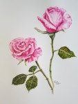 Pink roses for Carolyn Watercolor  Artist Lynda Hawkins | 수채화