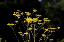 Valerianaceae - 금마타리