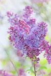 Sweet lilac | 라일락