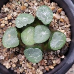 (초특가할인)가나랑만상(중묘이상) 106-69(Haworthia maughanii) - 하월시아(Haworthia)
