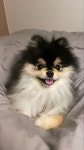 Pin di 유진 su 몰리 | Simpatici animaletti, Cani, Sfondi