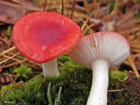 Russula_emitica_E_Smith.jpg (800×600) | 버섯, 블로그