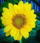 love sunflowers에 있는 화 이님의 핀 | 꽃