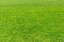 새로운 푸른 잔디가 있는 잔디밭 배경 및 무료 다운로드를위한 그림 - Pngtree