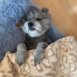 월요일에는 집에서 이불덮고 넨네... For see more of fitness life images visit us on our website ! in 2020 | Pets, Teddy bear, Teddy