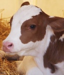 Cows에 관한 71개의 최상의 Pinterest 이미지 | 시골 생활, 농장 및 농장 동물 Cows