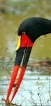 Saddle-billed Stork (Ephippiorhynchus senegalensis) with crab lunch | 동물 농장, 새
