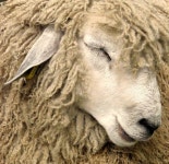 Sheeps의 최고 인기 이미지 194개 | 염소, 농장 및 농장 동물 Sheeps