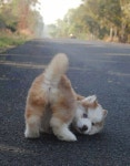 Puppys에 관한 131개의 최상의 Pinterest 이미지 | 강아지, 귀여운 강아지 및 귀여운 동물 Puppys