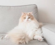 크림히어로즈에 있는 디디님의 핀