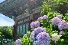 “수국과 바다를 동시에 감상할수 있다니”… 국내 여행으로 한 번쯤 가볼만한 섬 투어