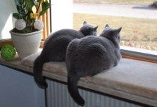 cat에 있는 yeoyounghee님의 핀 | 고양이, 고양이 창문