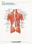 인체해부도(골격, 골격근, 신체근육명칭, 근육이름)