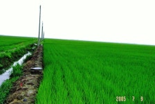 김제 의 논(이미지 포함)