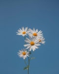 Pin page 사색 (思索) on Instagram: 후라이데이 | Daisy wallpaper, Flowers photography wallpaper, Flower aesthetic