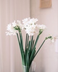 수선화 daffodil