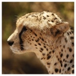 Cheetah Camp | 동물