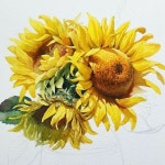 박임규 Parkimgyu,뭉크미술학원 on Instagram: 해바라기 in 2025 | Watercolor, Watercolor artist, Watercolor paintings