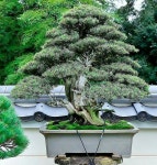 Bonsai.insp2에 있는 Bagus Wijaya님의 핀 | 분재