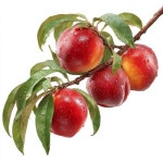 Pin by 정희 on 과일 그림 | White background, Minimalist photography, Nectarines