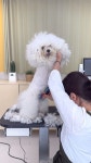 천안애견미용 / 퍼피썬 PUPPYSUN | - 너 정말 귀여워!! 이름도... 천안애견미용 #성성동애견미용 #퍼피썬 #dog #doggrooming #groomer | Instagram