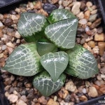 (긴급자금마련초특가할인)수정콤프토니아(중묘이상) 103-141(Conophytum comptonii) - 하월시아(Haworthia)