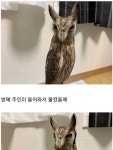 부엉이 키우면 볼 수 있는 장면