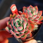 알리앙스 601227 - 다육식물(Succulents)