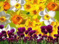 Today is the Tulip Day Have a wonderful day #flowers #flowering #Tulips https://t.co/ZywaJ5viFh | 부케