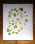 Nasturtium Print | 수채화