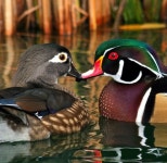 Reed..에 관한 57개의 최상의 Pinterest 이미지 | Peaceful parenting, 가정교육 및 긍정적인 교육 Reed..